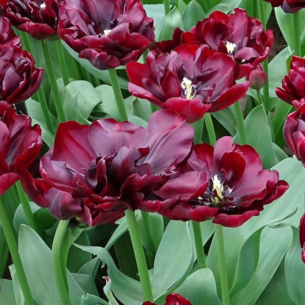 Tulipe double hative Palmyra