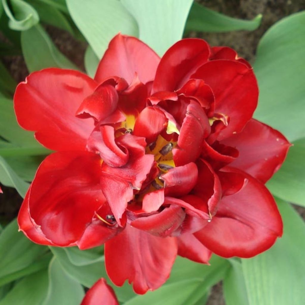 Tulipe Double Matrix