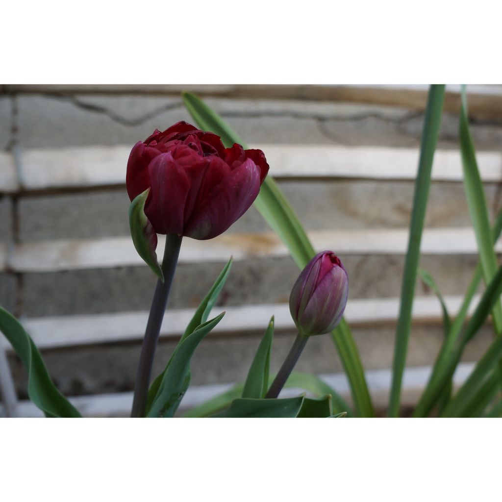 Tulipe double tardive Black Héro - Tulipe à fleurs de pivoine