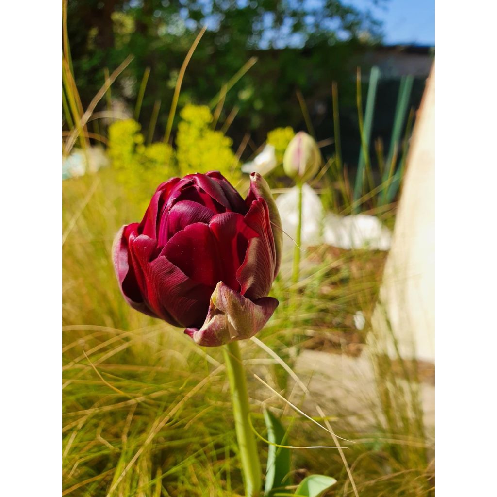 Tulipe double tardive Black Héro - Tulipe à fleurs de pivoine