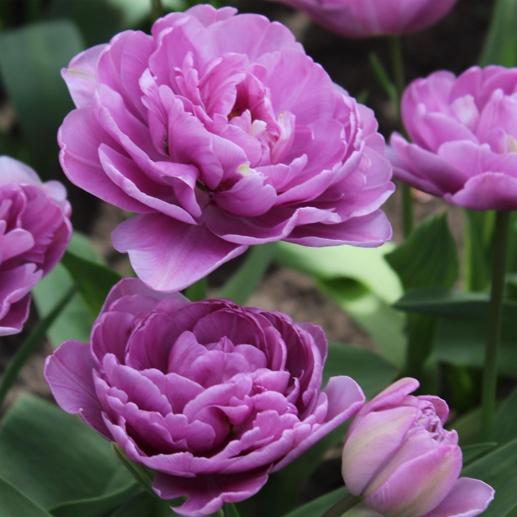 Tulipe double tardive Lilac Perfection