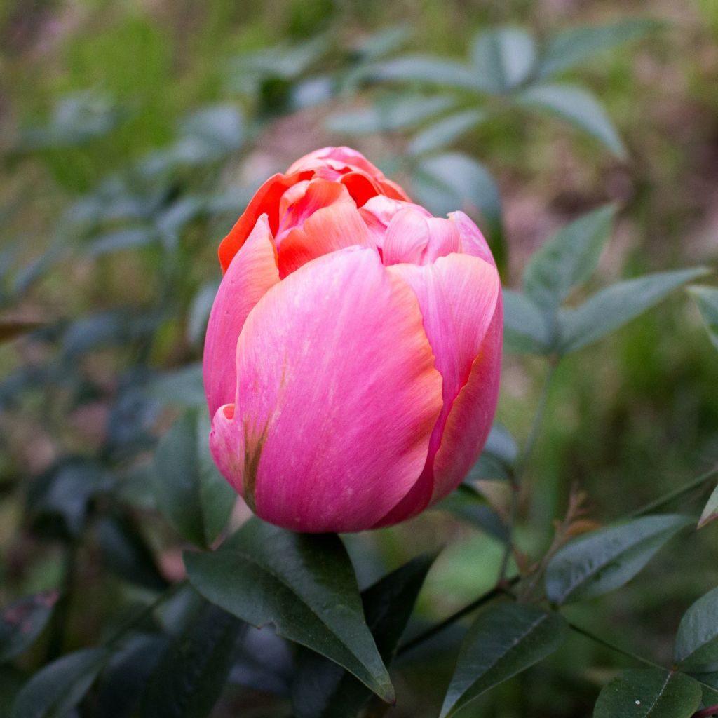 Tulipe double tardive Menton Unique