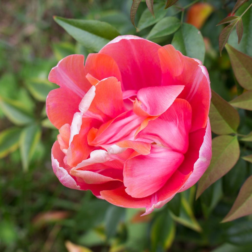 Tulipe double tardive Menton Unique