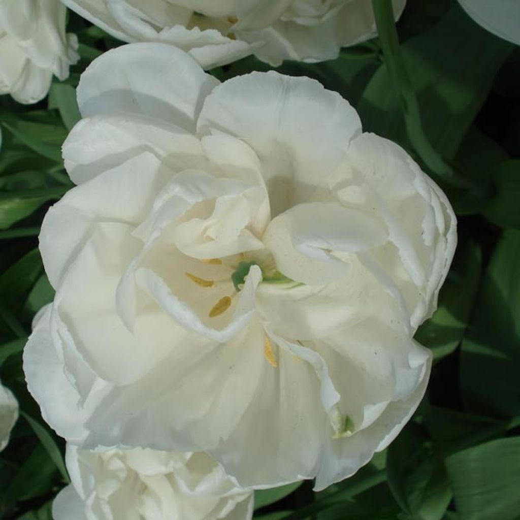 Tulipe Double White Heart
