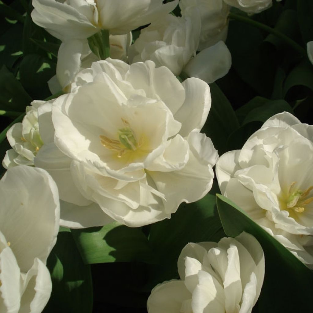 Tulipe Double White Heart