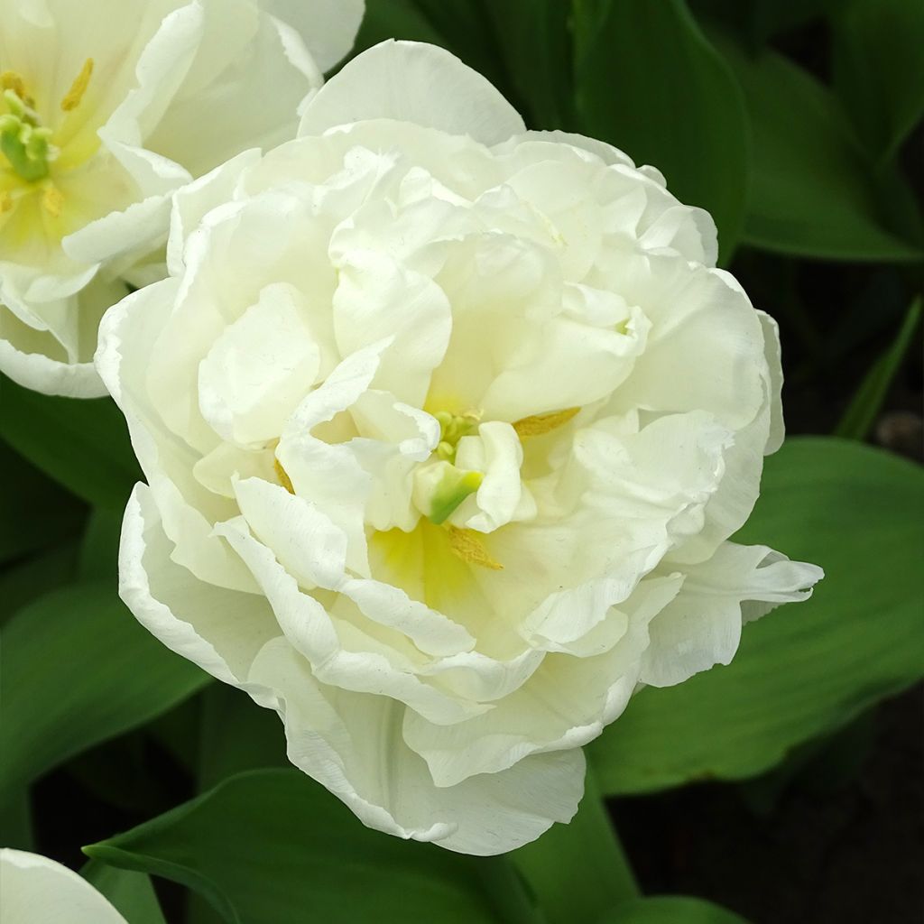 Tulipe double tardive White Heart