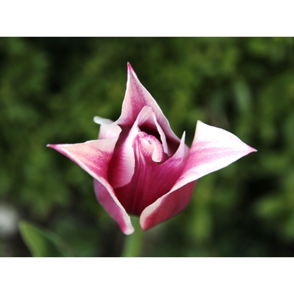 Tulipe Fleur de Lis Ballade