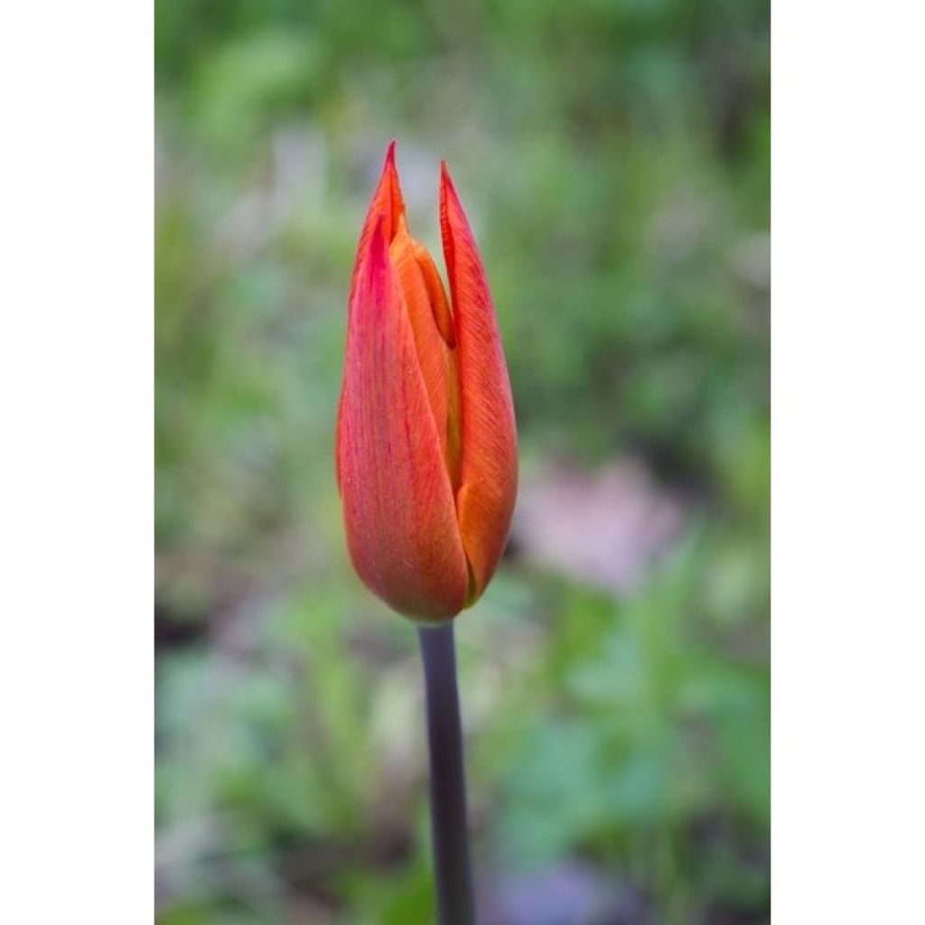 Tulipe Fleur de Lis Ballerina