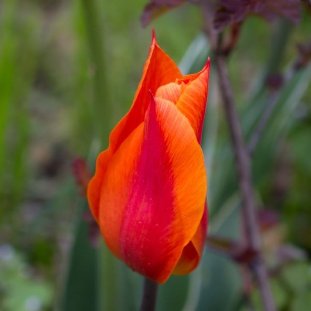 Tulipe Fleur de Lis Ballerina