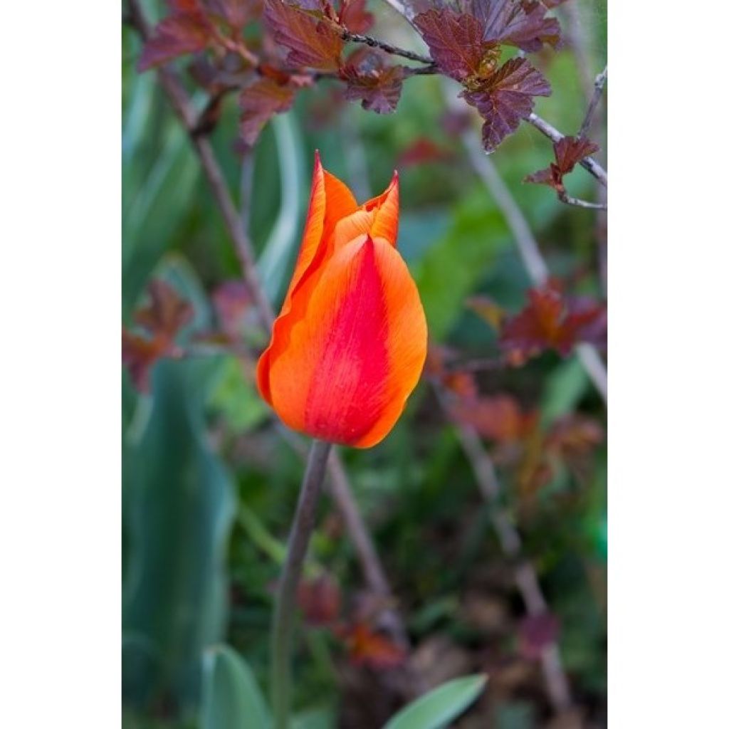 Tulipe Fleur de Lis Ballerina