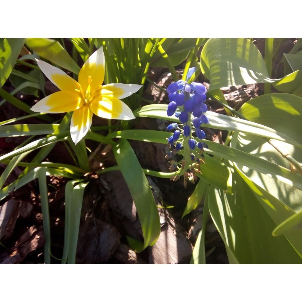 Tulipe Fleur de Lis Budlight