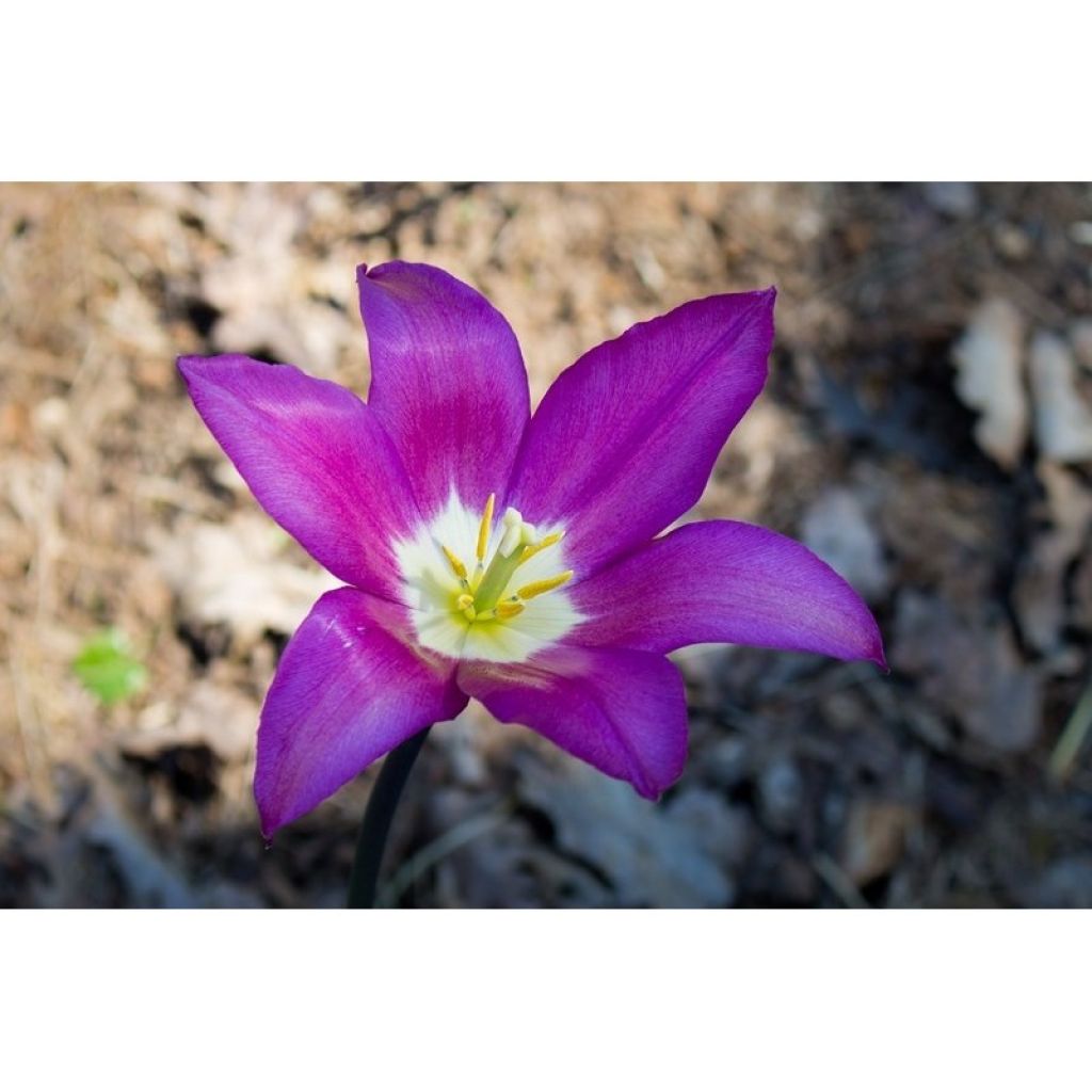 Tulipe Fleur de Lis Burgundy