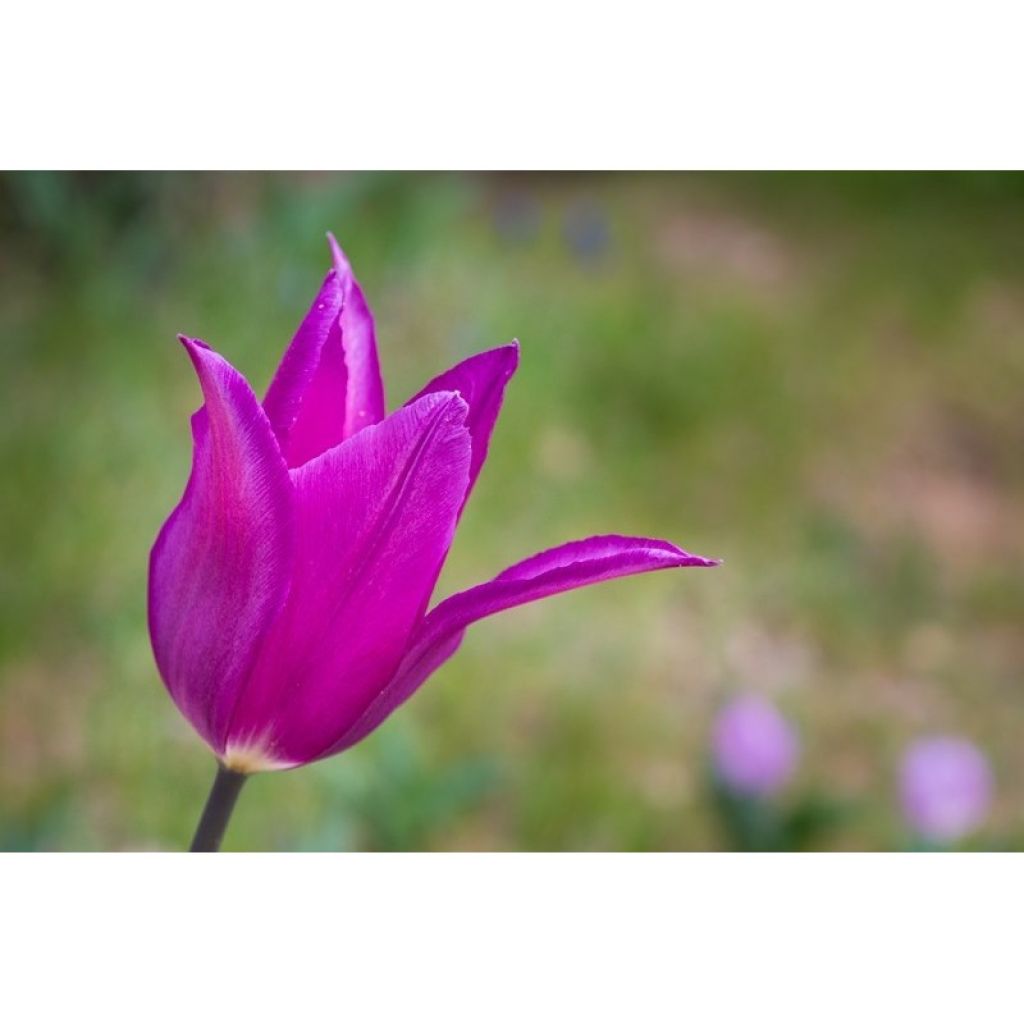 Tulipe Fleur de Lis Burgundy
