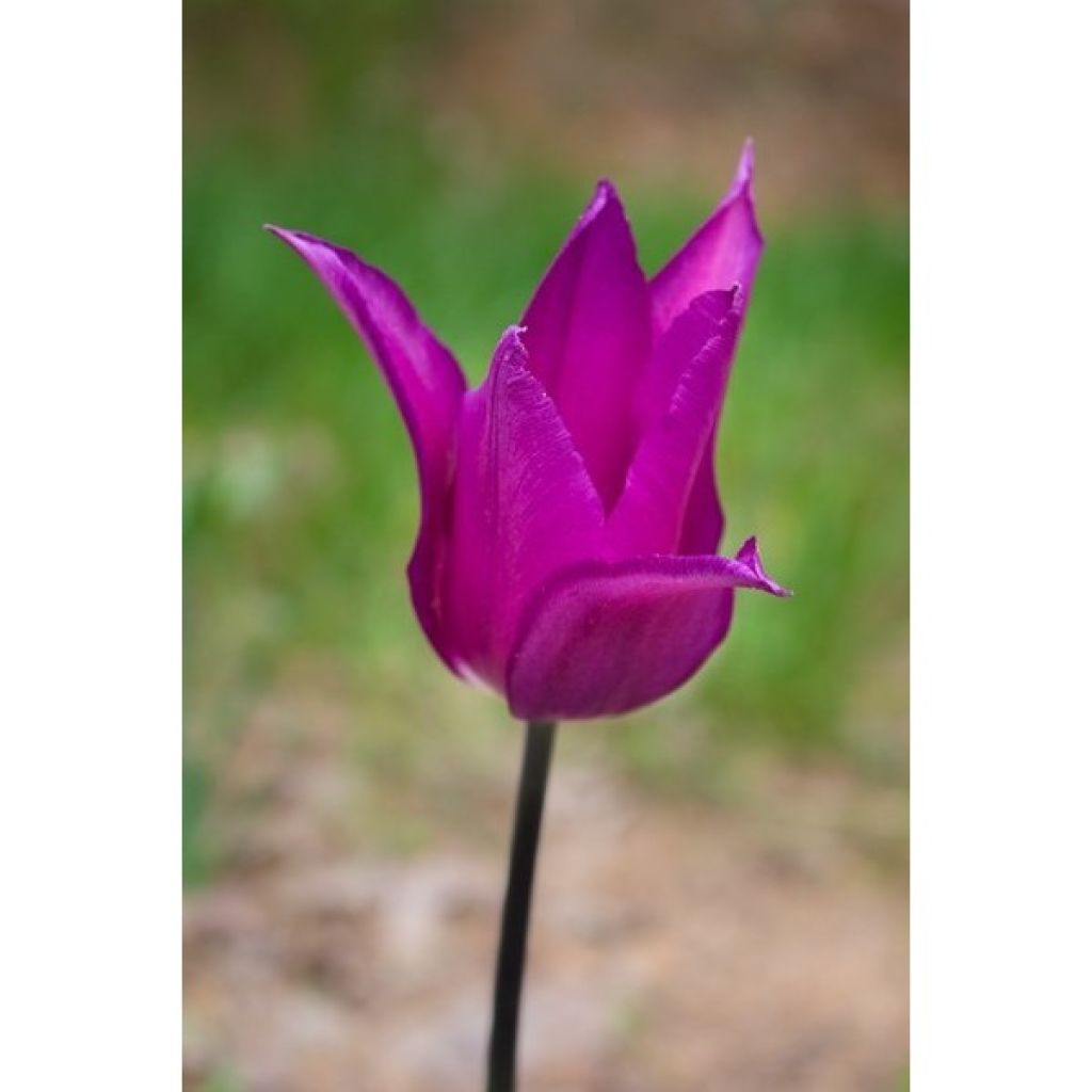 Tulipe Fleur de Lis Burgundy