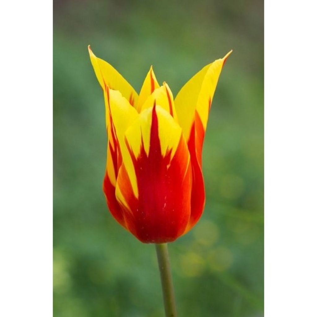 Tulipe fleur de lis Fire Wings