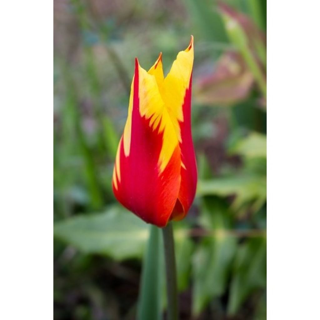 Tulipe fleur de lis Fire Wings