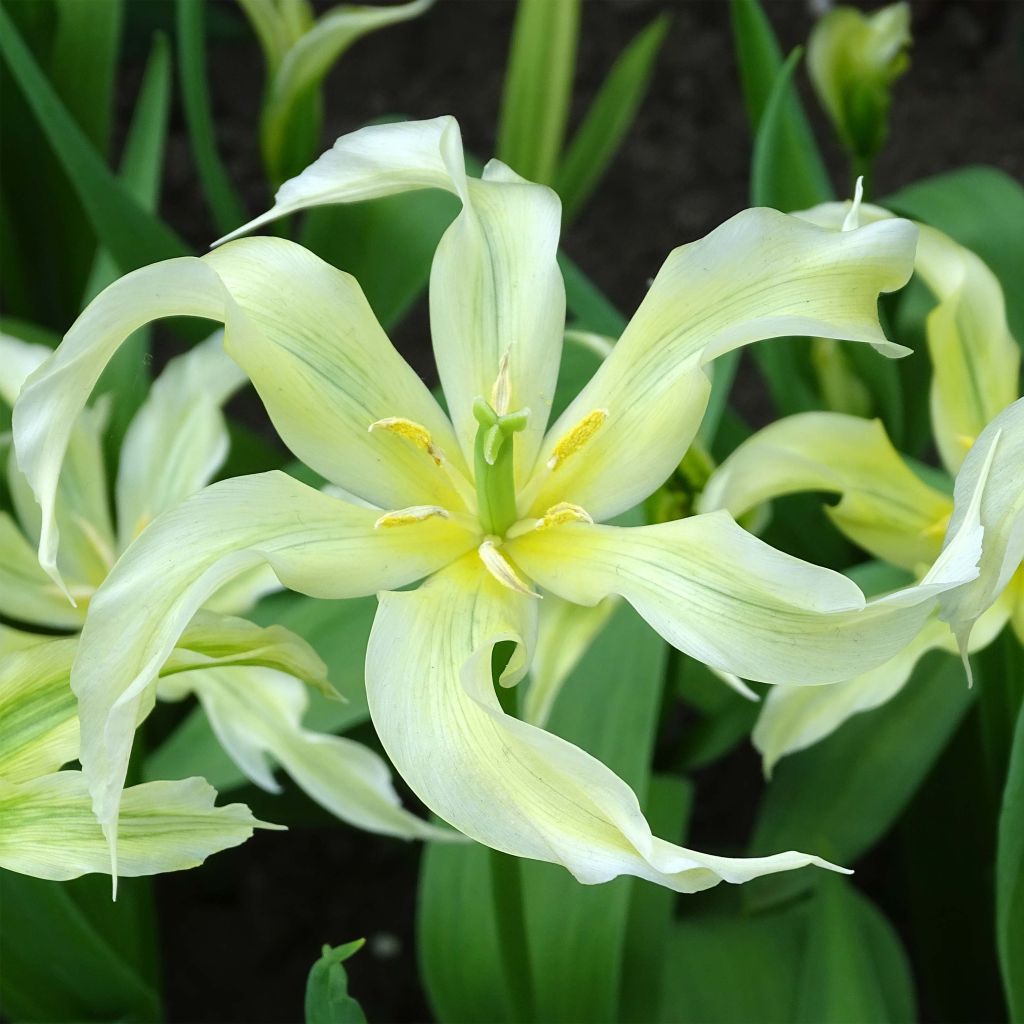 Tulipe Fleur de Lis Green Dance