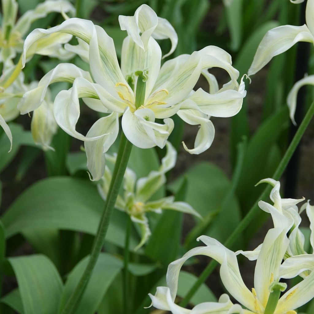 Tulipe Fleur de Lis Green Dance