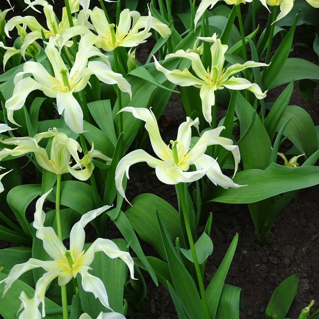 Tulipe Fleur de Lis Green Dance