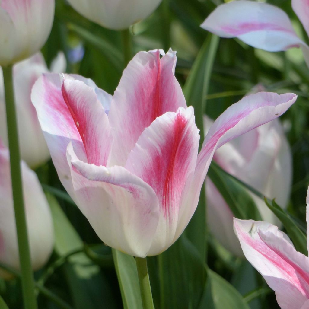 Tulipe Fleur de Lis Hollande chic