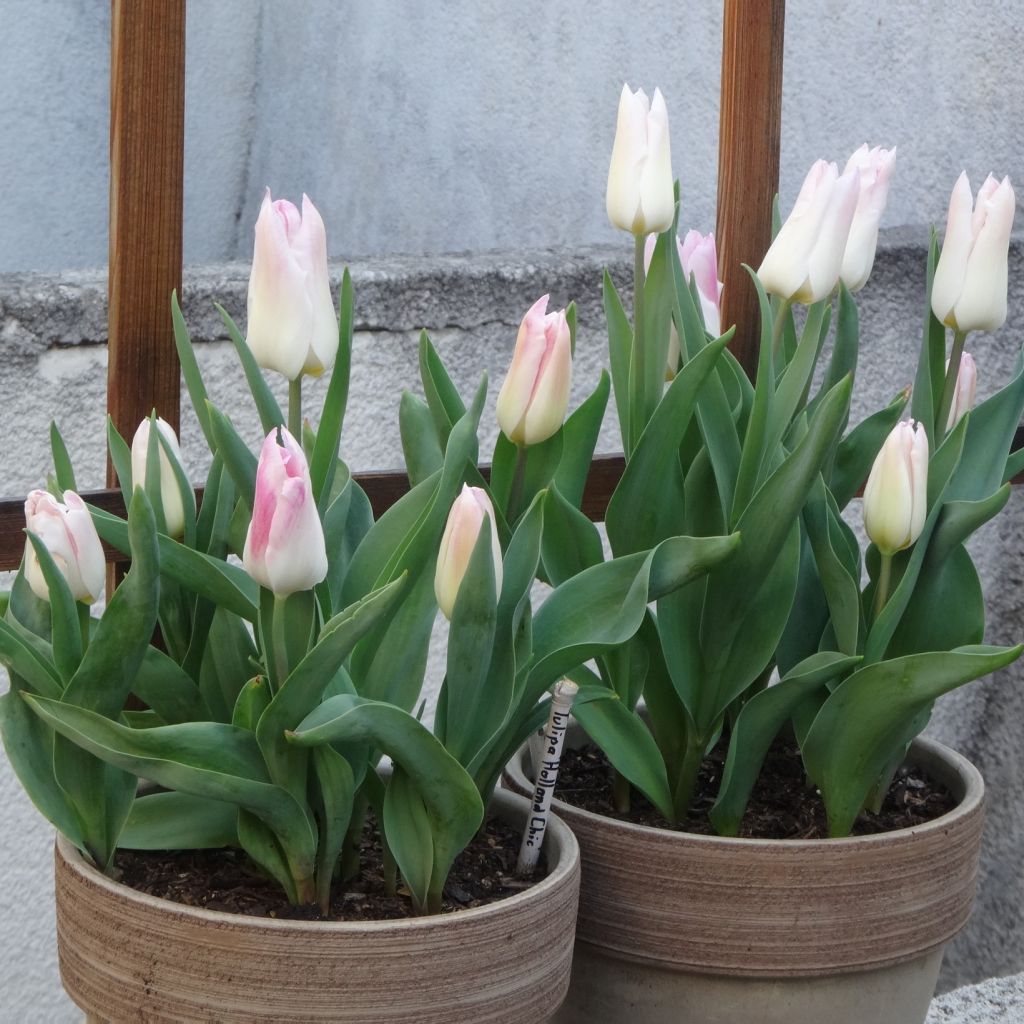Tulipe Fleur de Lis Hollande chic