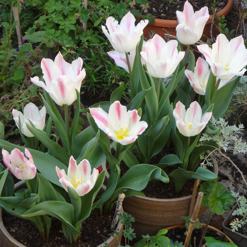 Tulipe Fleur de Lis Hollande chic