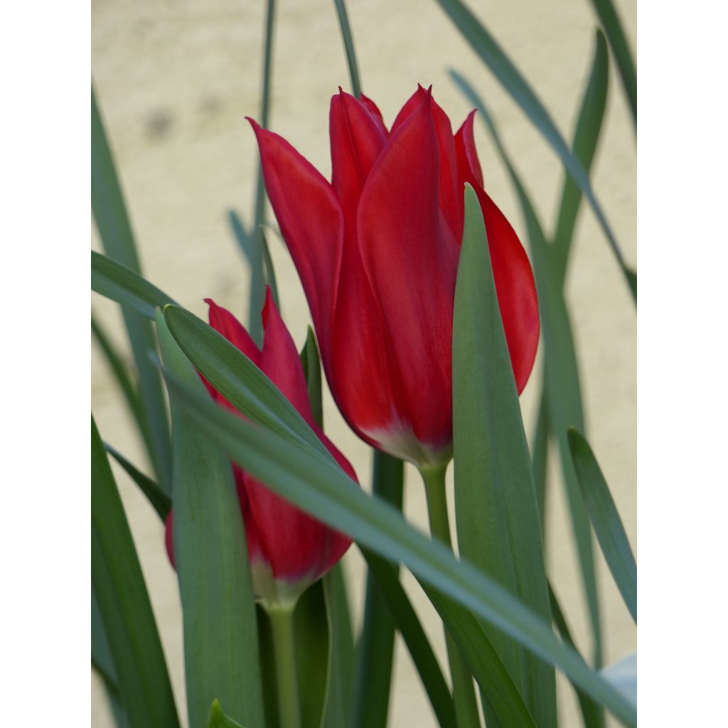 Tulipe Fleur de Lis Lasting Love