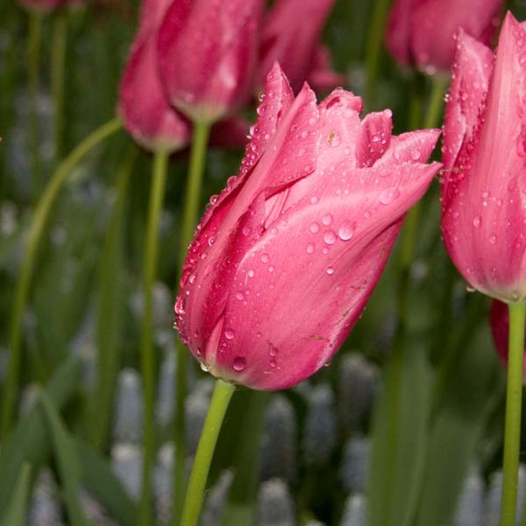 Tulipe Fleur De Lis Maytime
