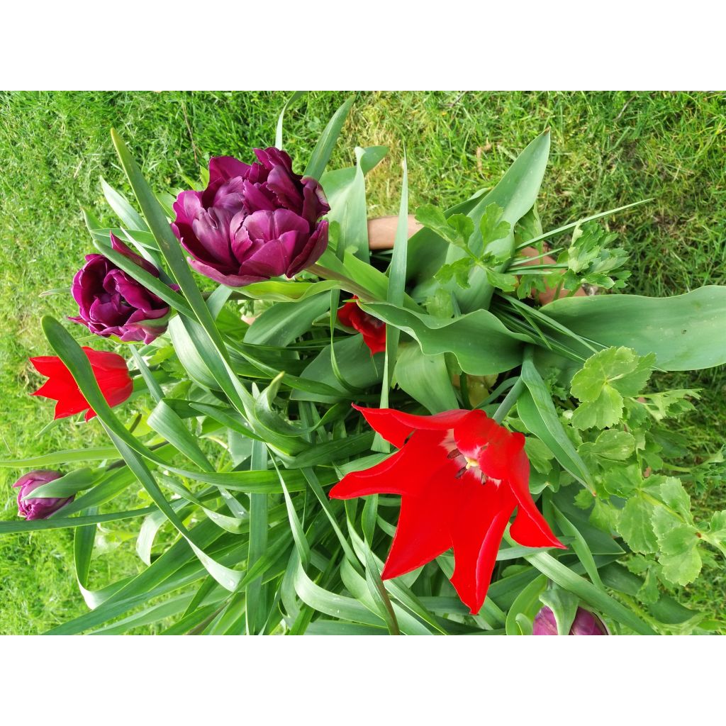 Tulipe fleur de lis Red Shine