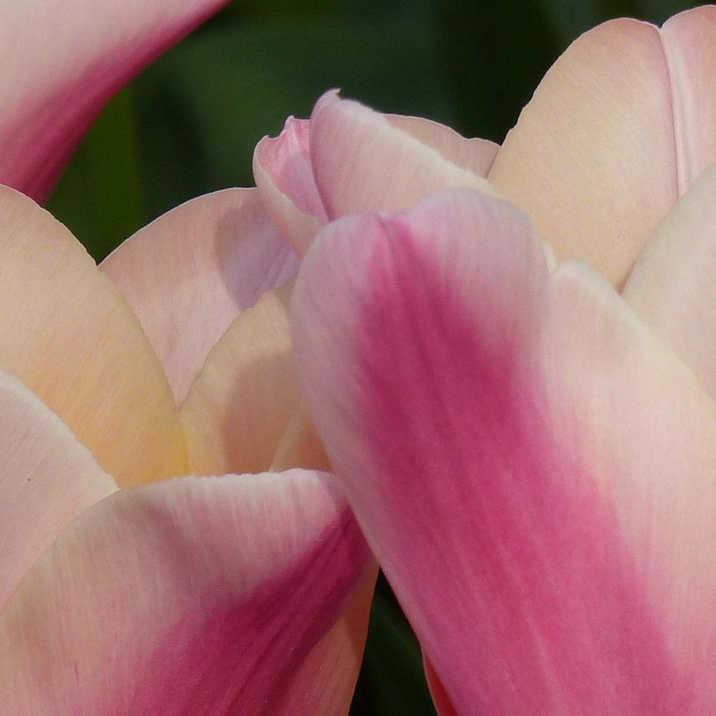 Tulipe Fleur de Lis Sanne