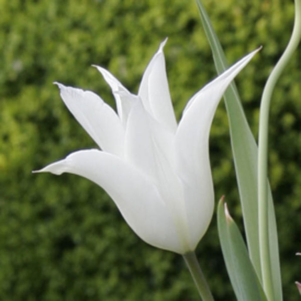 Tulipe Fleur de lis Sapporo