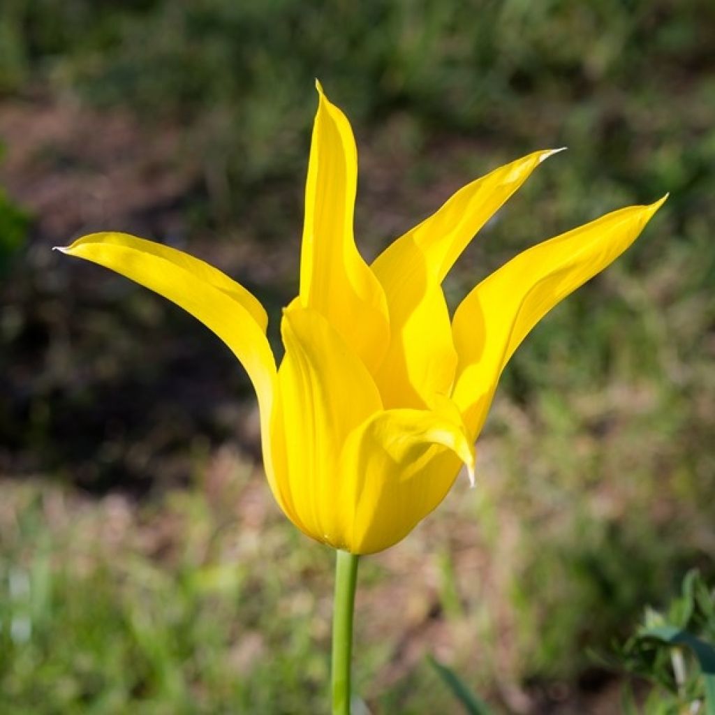 Tulipe Fleur de Lis West Point