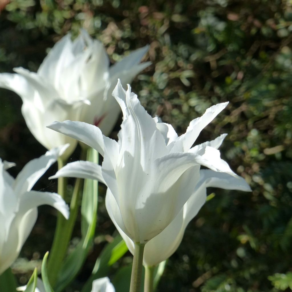 Tulipe Fleur de lys Très Chic