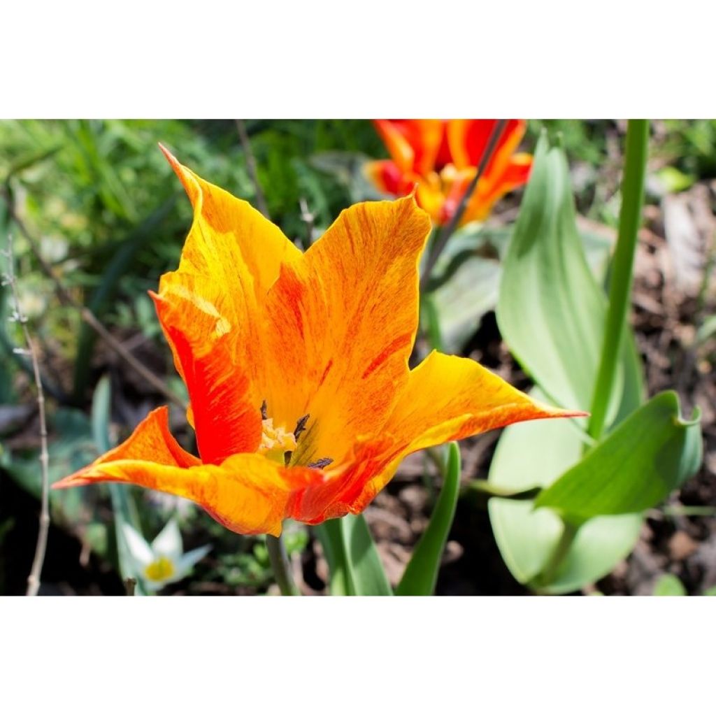 Tulipe Fleur de lys Vendée Globe