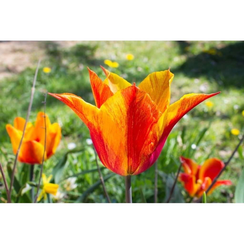 Tulipe Fleur de lys Vendée Globe