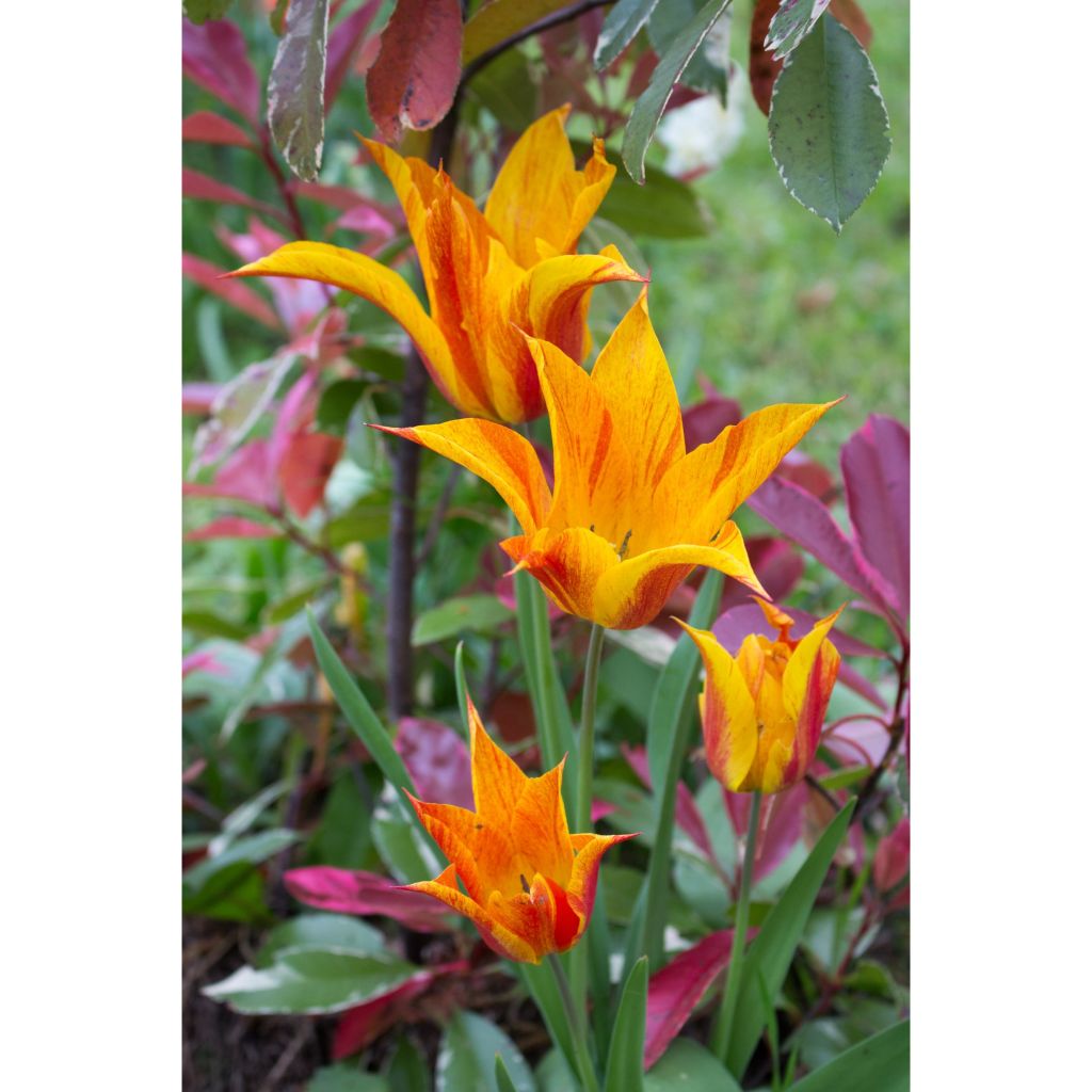 Tulipe Fleur de lys Vendée Globe