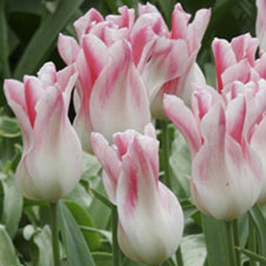 Tulipe Fleur de lis Hollande chic
