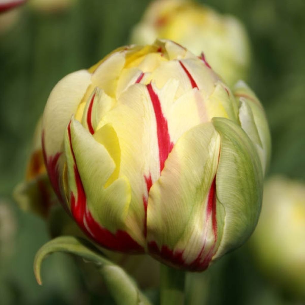 Tulipe Double Glamour