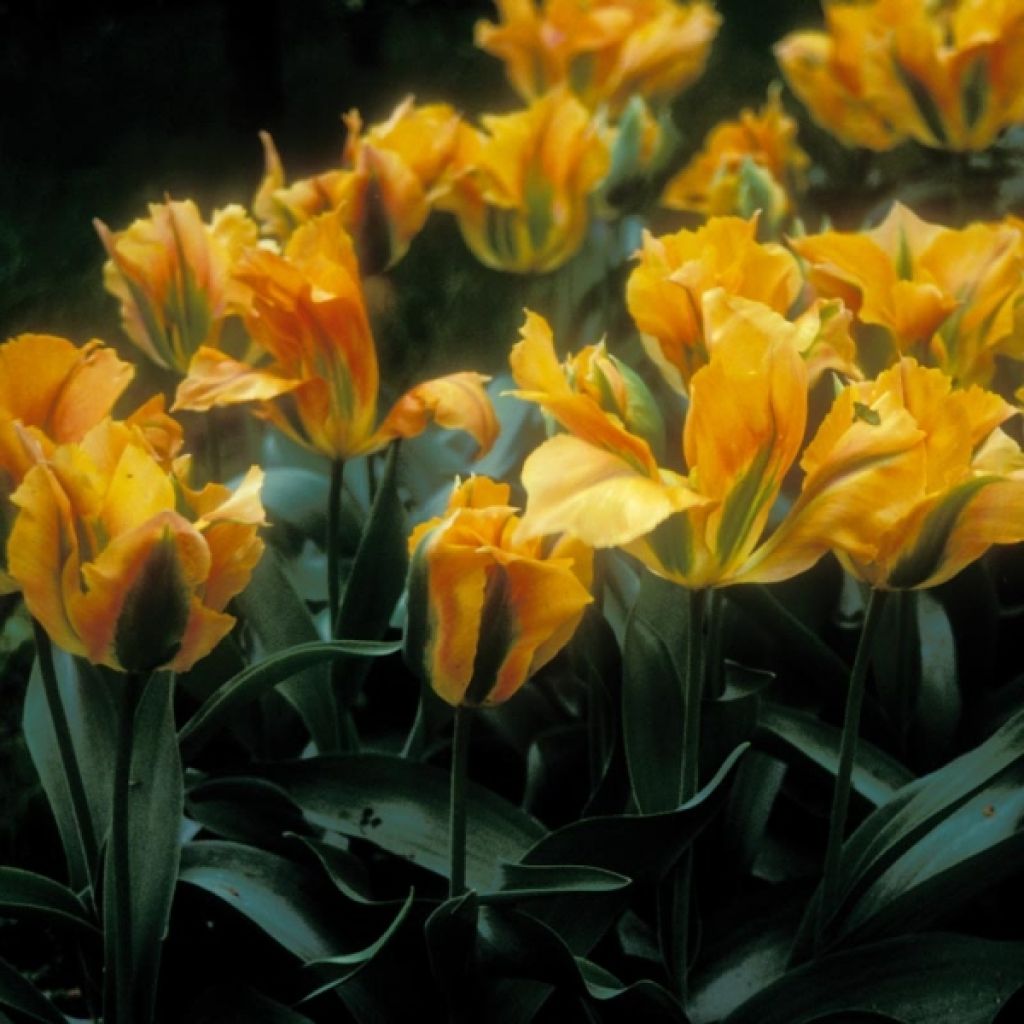 Tulipe Viridiflora Golden artist