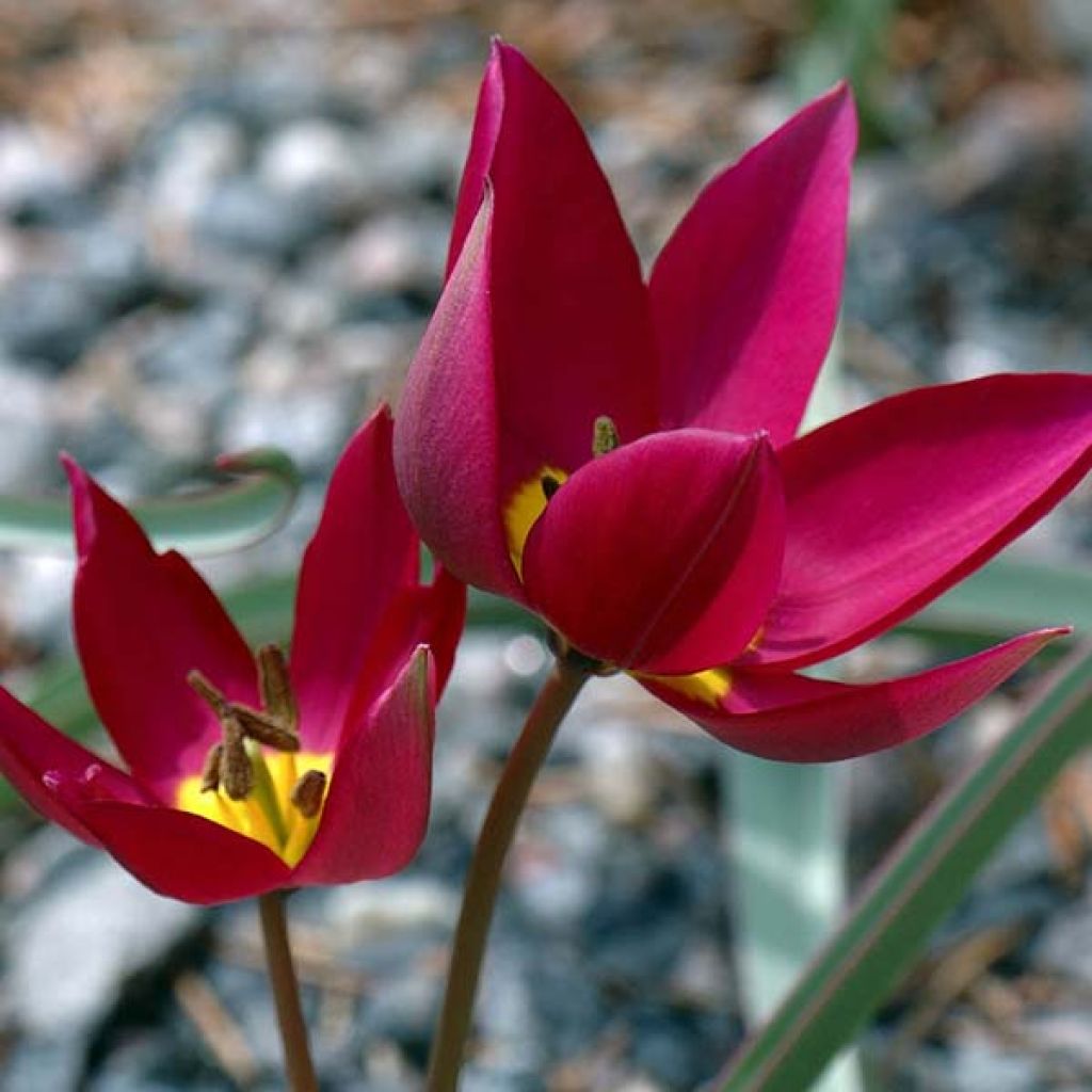 Tulipe Botanique humilis Odalisque