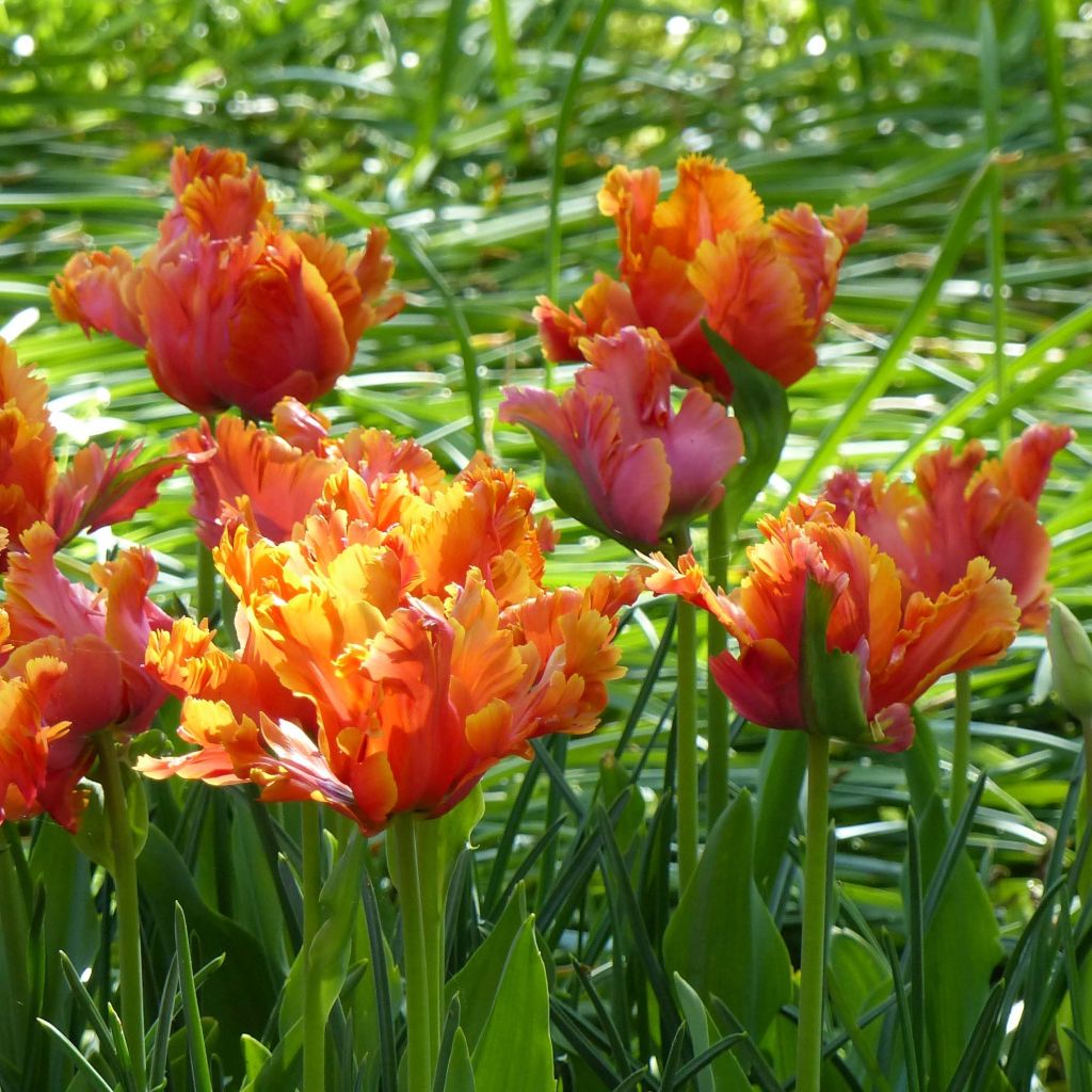 Tulipe perroquet Amazing Parrot