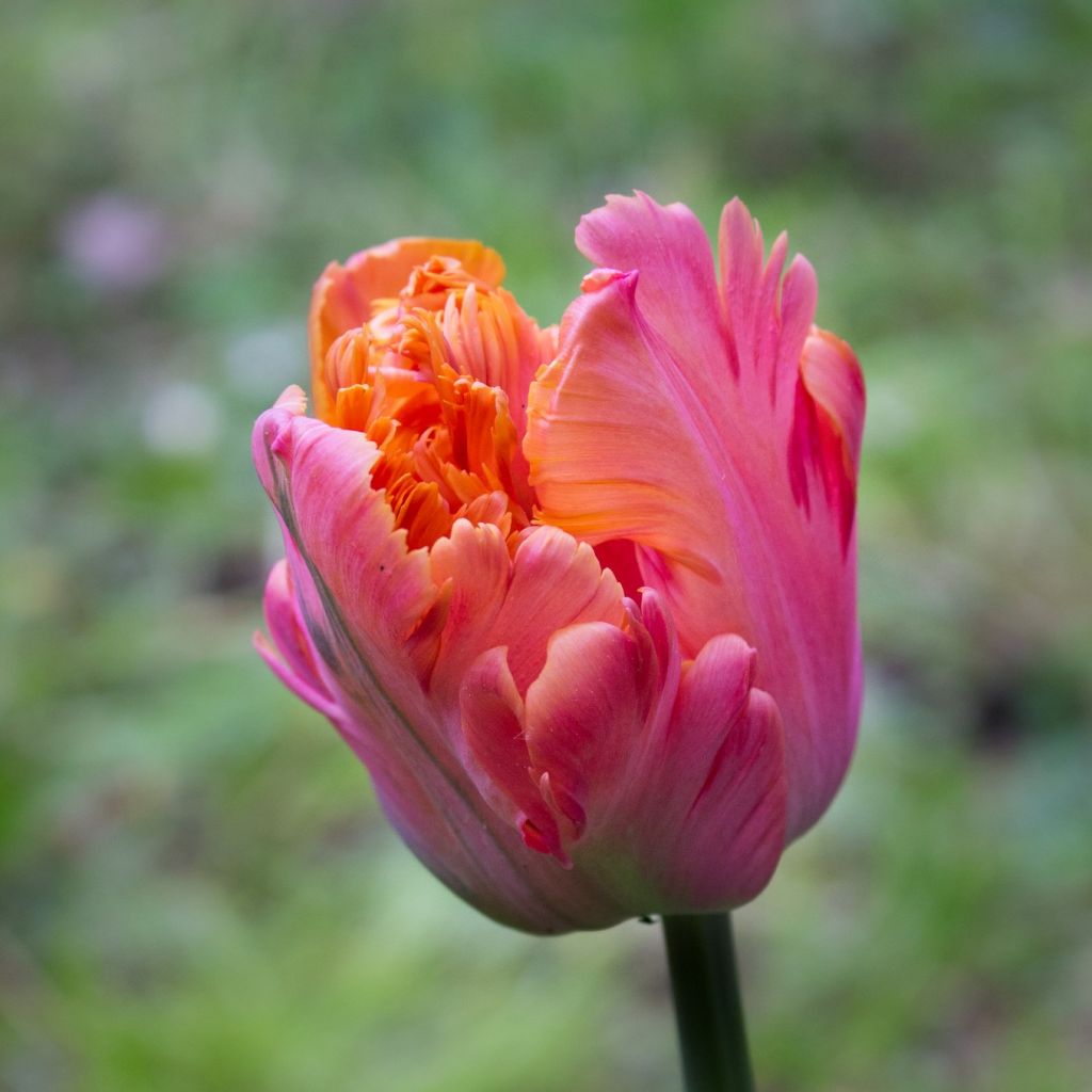 Tulipe perroquet Amazing Parrot