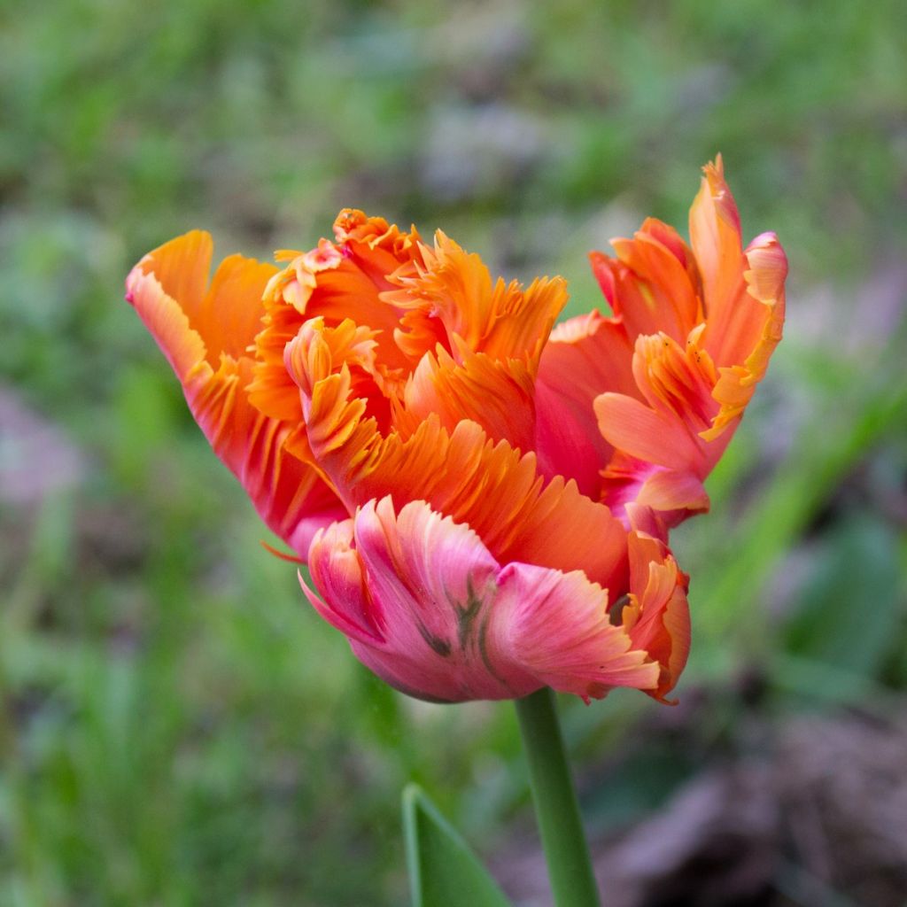 Tulipe perroquet Amazing Parrot