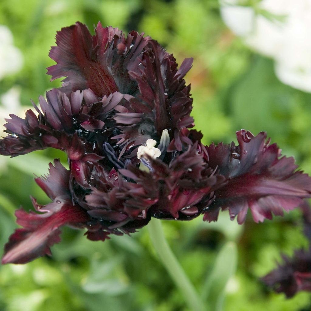 Tulipe Perroquet Black Parrot