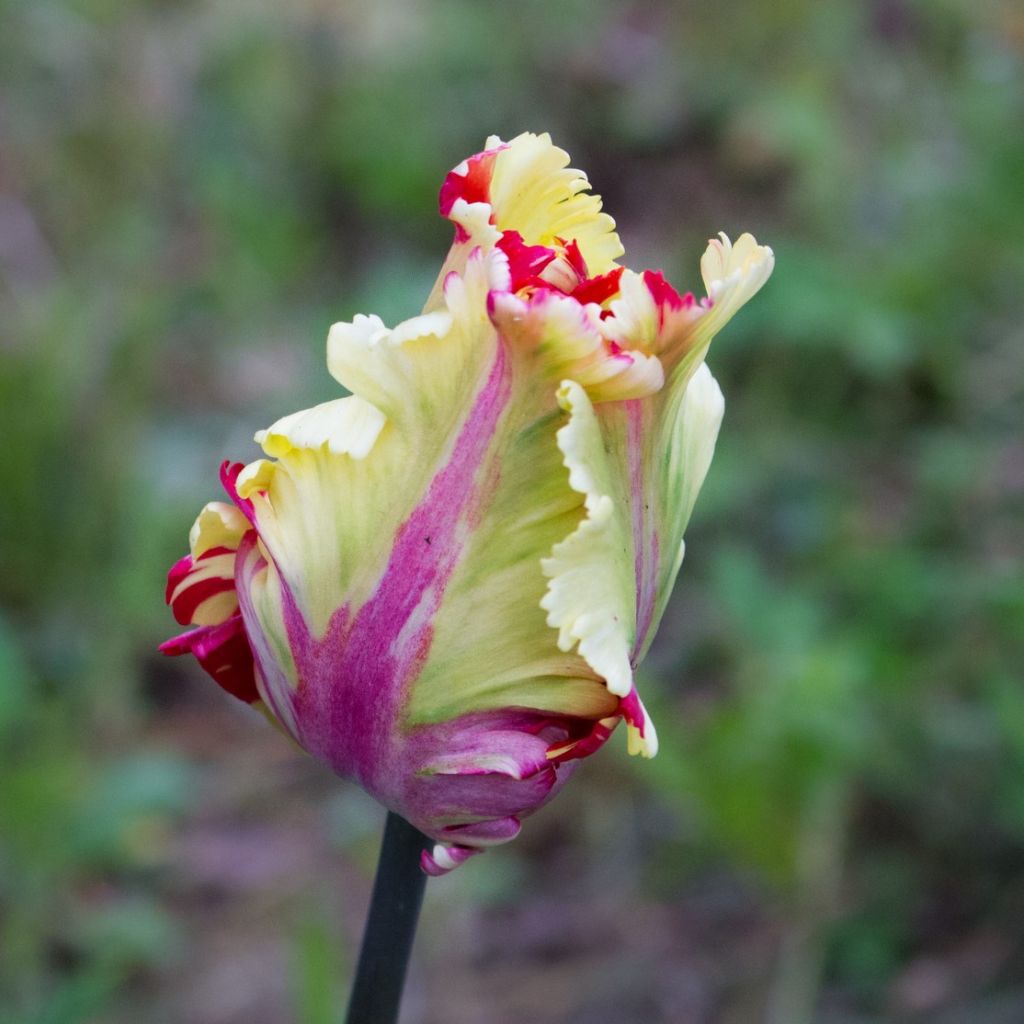 Tulipe Perroquet Flaming Parrot