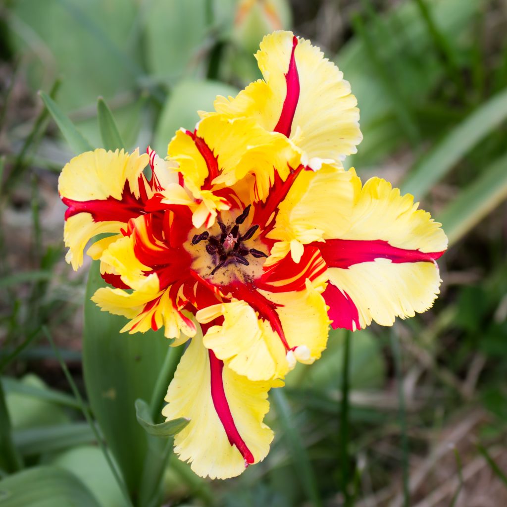 Tulipe Perroquet Flaming Parrot