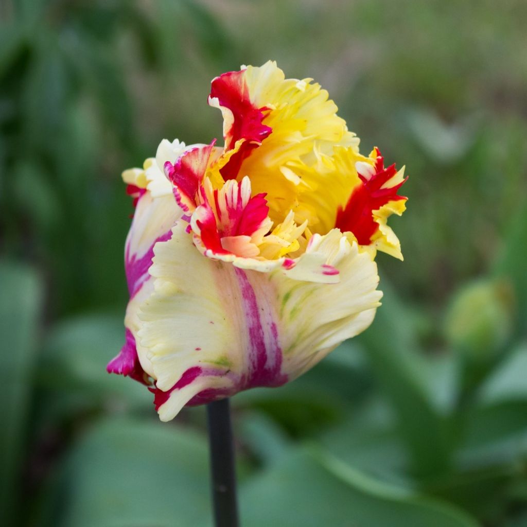 Tulipe Perroquet Flaming Parrot