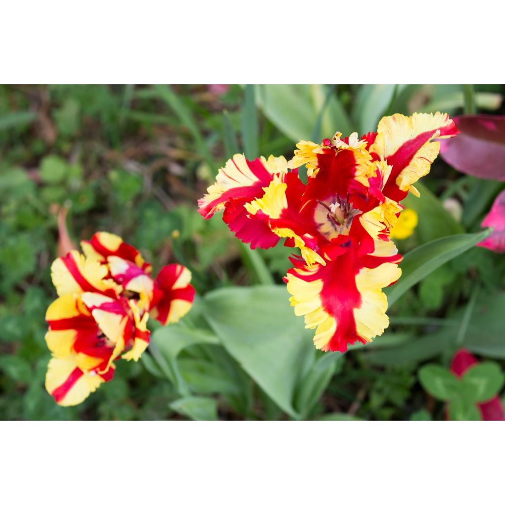 Tulipe Perroquet Flaming Parrot