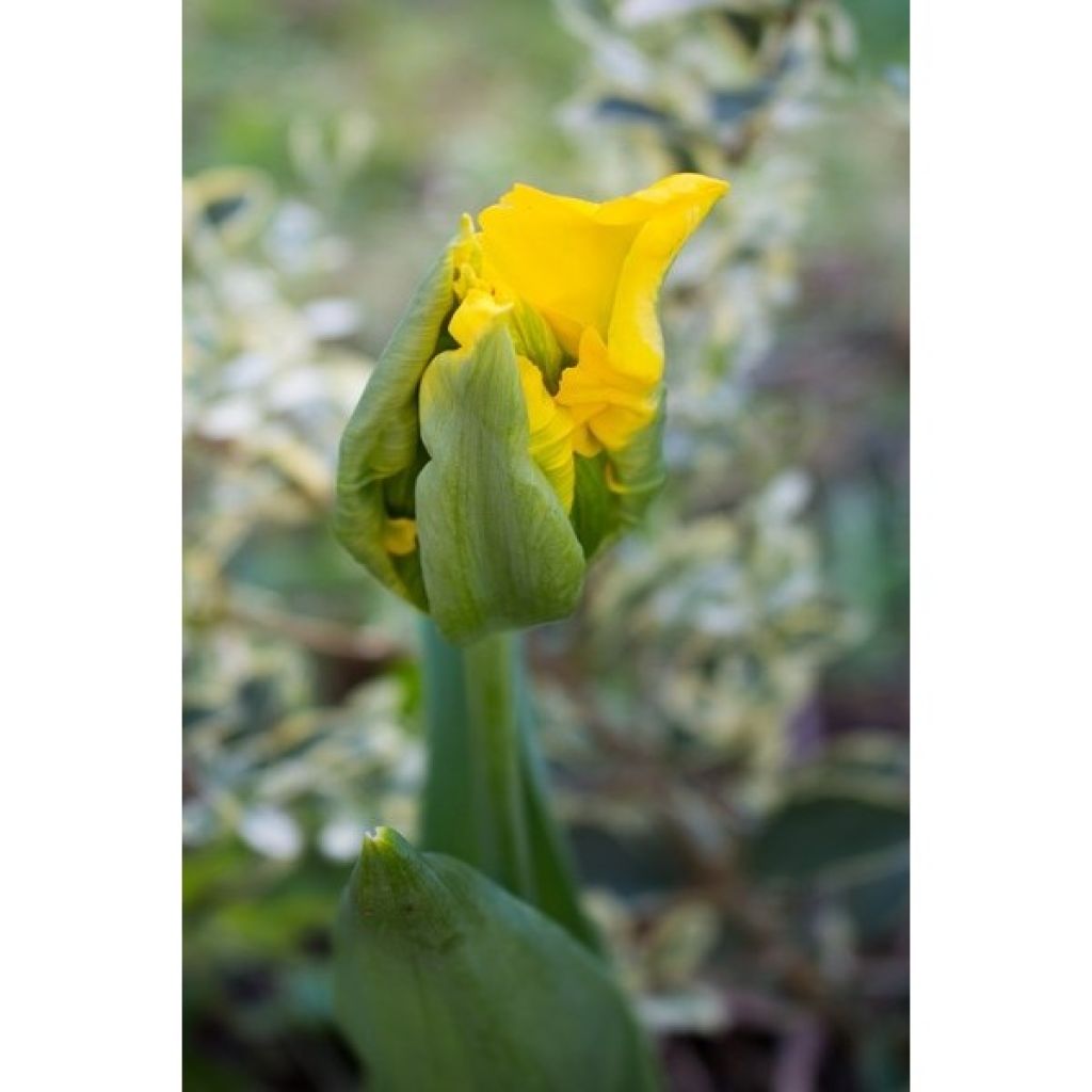 Tulipe Perroquet Yellow Sun