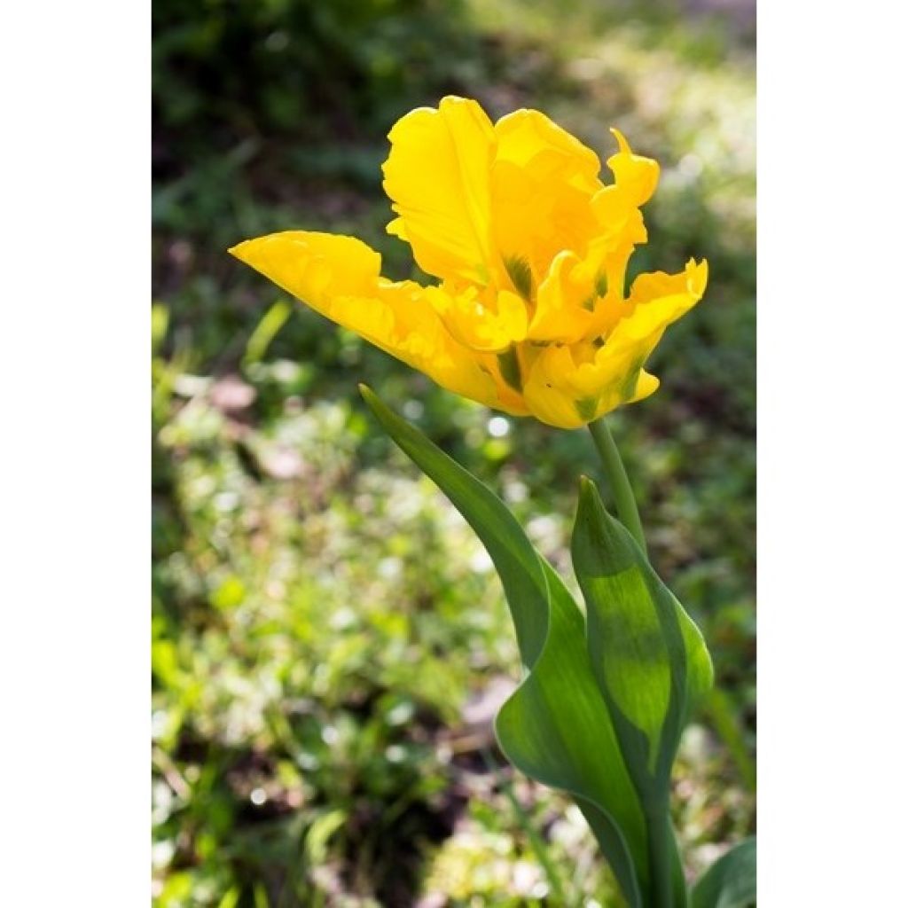 Tulipe Perroquet Yellow Sun